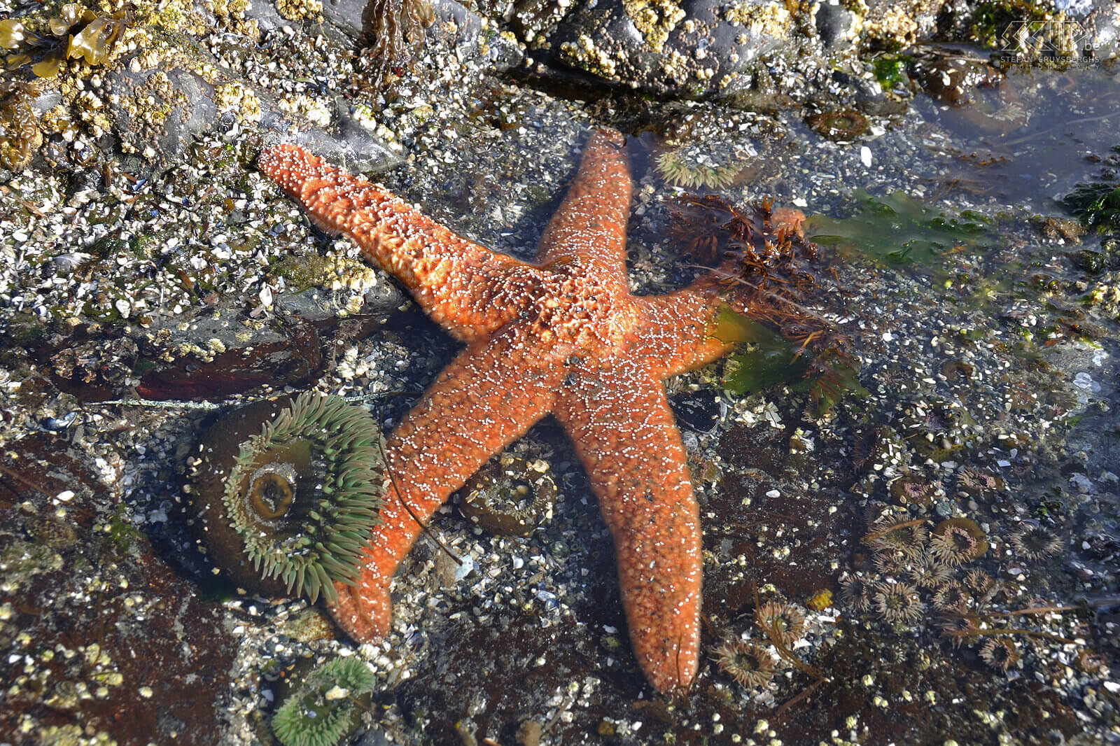 Pacific Rim NP - Wickaninnish Beach - Starfish  Stefan Cruysberghs